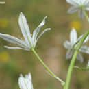 Plancia ëd Ornithogalum hajastanum Agapova