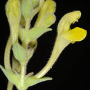 Image of Scutellaria tomentosa Bertol.