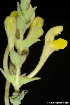 Image de Scutellaria tomentosa Bertol.