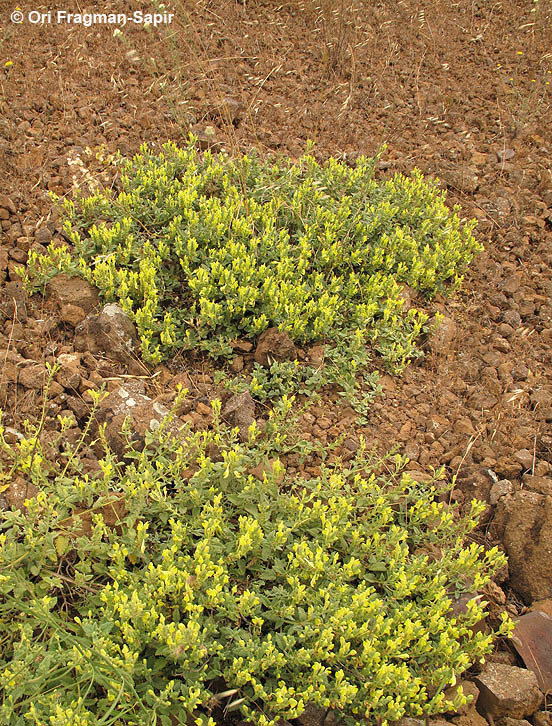 Image of Scutellaria tomentosa Bertol.