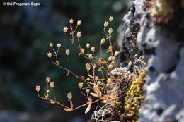 Imagem de Saxifraga tridactylites L.