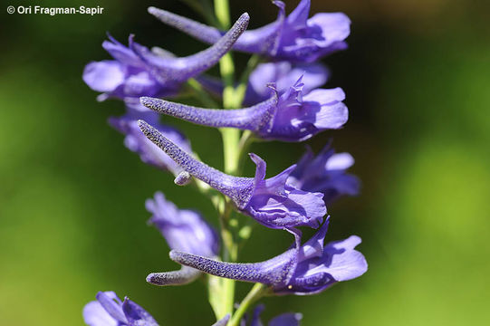 Sivun Delphinium peregrinum L. kuva