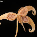 Image of <i>Ranunculus pinardii</i>