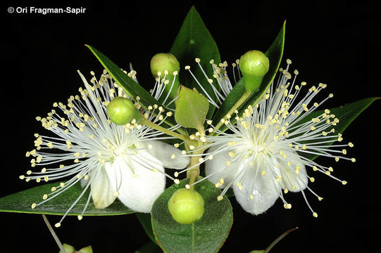 Image de Myrtus communis L.