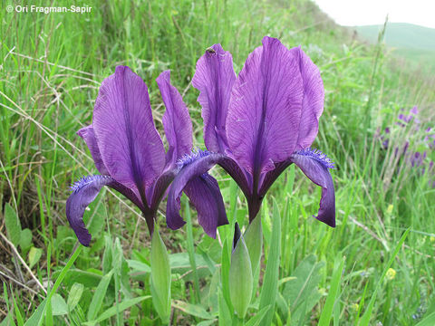 Image of Iris furcata M. Bieb.