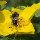 Sivun Rosa hemisphaerica J. Herrm. kuva