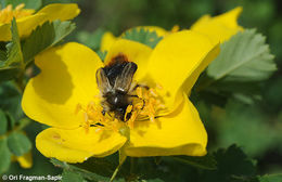 Image of Rosa hemisphaerica J. Herrm.