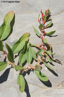 Image of Polygonum cognatum Meisn.