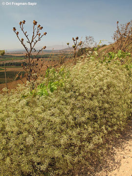 Слика од Falcaria vulgaris Bernh.