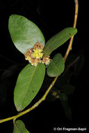 Umbellularia californica (Hook. & Arn.) Nutt. resmi