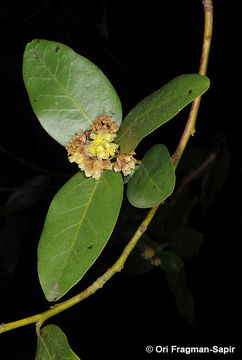 Image de Umbellularia californica (Hook. & Arn.) Nutt.