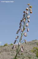 Image of Fritillaria persica L.