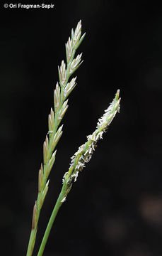 Image of perennial ryegrass