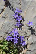 Image of Campanula cymbalaria Sm.