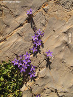 Image of Campanula cymbalaria Sm.