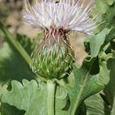 Image of Klasea serratuloides (DC.) Greuter & Wagenitz