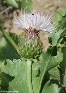 Image of Klasea serratuloides (DC.) Greuter & Wagenitz