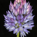 Image of <i>Allium hierochuntinum</i>