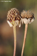 Image of Anthemis haussknechtii Boiss. & Reut.