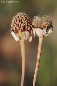 Image of Anthemis haussknechtii Boiss. & Reut.