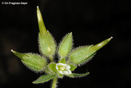 Image of Cerastium inflatum Link ex Gren.