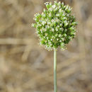 Image of Allium dictyoprasum C. A. Mey. ex Kunth