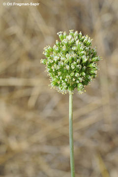 Image of Allium dictyoprasum C. A. Mey. ex Kunth