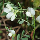 Image of Vicia basaltica Plitmann