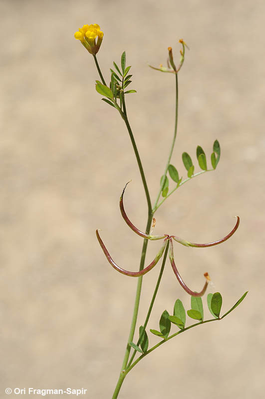 Image of yellow bird's-foot