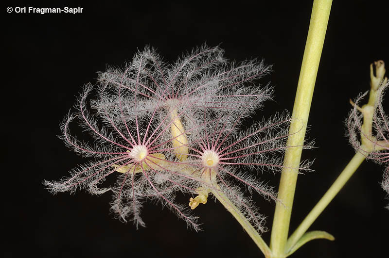 Image of Centranthus longiflorus Stev.