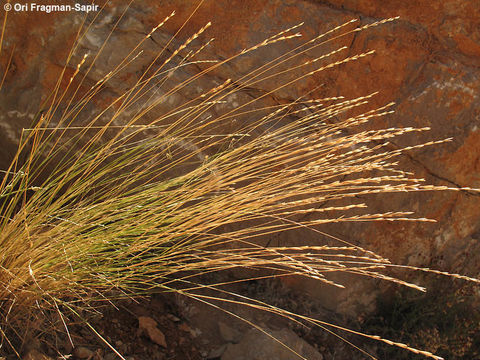 Image of Elymus libanoticus (Hack.) Melderis