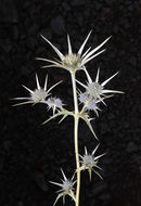 Eryngium bourgatii Gouan resmi