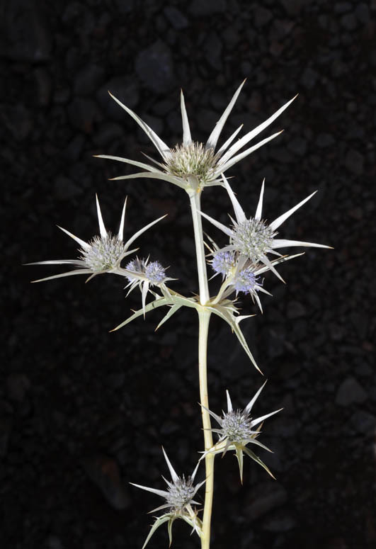 Imagem de Eryngium bourgatii Gouan