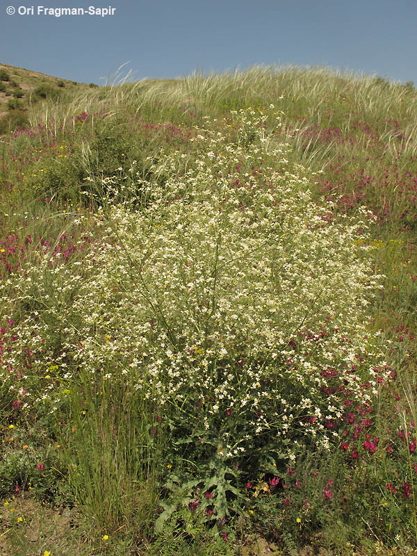 Sivun Crambe orientalis L. kuva