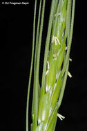 Plancia ëd Triticum dicoccoides (Asch. & Graebn.) Schweinf.