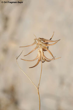 Image of Trigonella filipes Boiss.