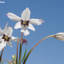 Plancia ëd Gladiolus murielae Kelway