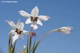 Image of Gladiolus murielae Kelway