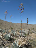 Image of Century Plant or Maguey