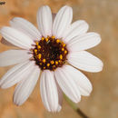 Image of Rhodanthemum gayanum (Coss. & Dur.) B. H. Wilcox, K. Bremer & C. J. Humphries