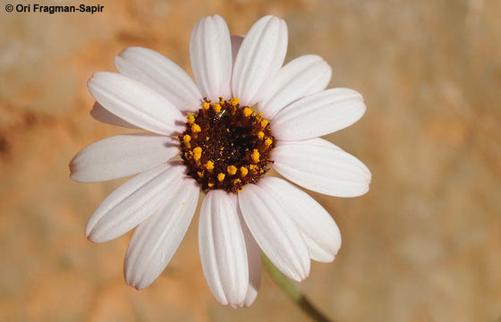 Слика од Rhodanthemum gayanum (Coss. & Dur.) B. H. Wilcox, K. Bremer & C. J. Humphries