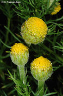 Image of <i>Anacyclus nigellifolius</i>