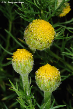 Image of <i>Anacyclus nigellifolius</i>