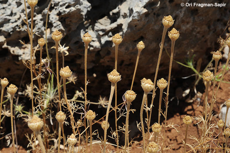 Image of <i>Anacyclus nigellifolius</i>