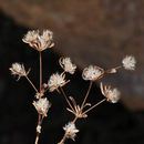 Imagem de Asperula setosa Jaub. & Spach