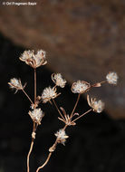 Plancia ëd Asperula setosa Jaub. & Spach