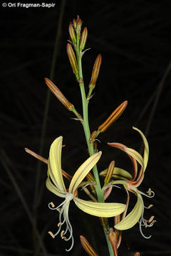 Plancia ëd Asphodeline brevicaulis (Bertol.) J. Gay ex Baker