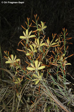 Image of Asphodeline brevicaulis (Bertol.) J. Gay ex Baker