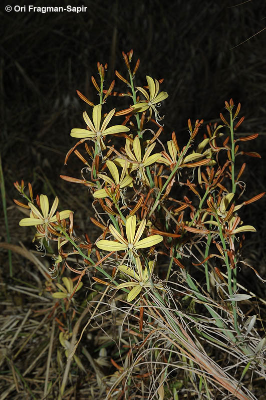 Image of Asphodeline brevicaulis (Bertol.) J. Gay ex Baker