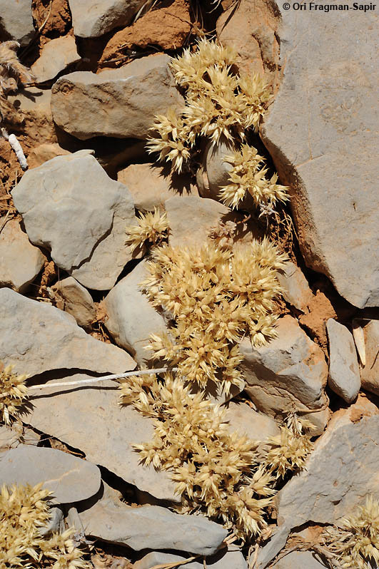 Image of Minuartia meyeri (Boiss.) Bornm.